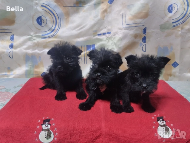 Мини Цверк шнауцер 