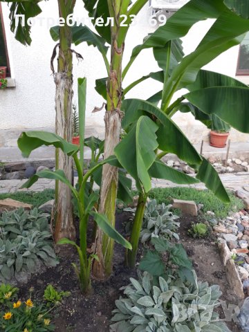Банан . Бананова палма , снимка 5 - Градински цветя и растения - 33713944