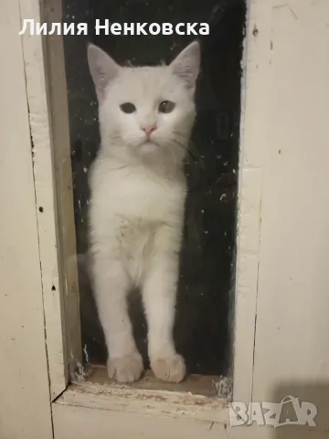 Търси се дом за бяло коте  на 4-5 месеца! , снимка 4 - Други - 56047554