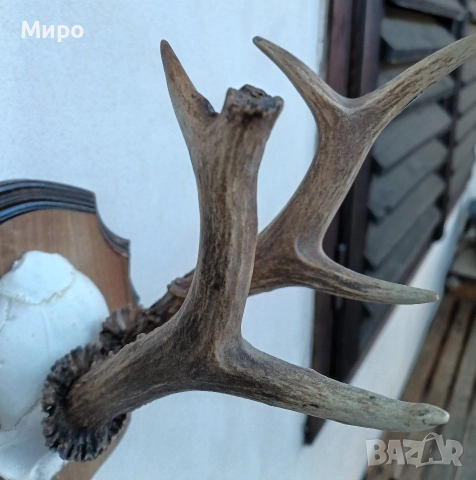 Трофей от сръндак.Рога., снимка 5 - Декорация за дома - 50266634
