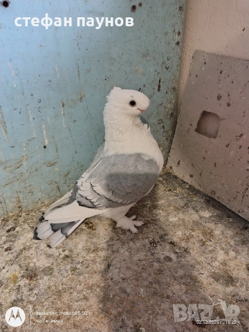 Мъжки Блонданети, снимка 4 - Гълъби - 52635463