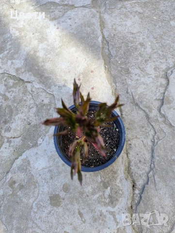 Продавам божур