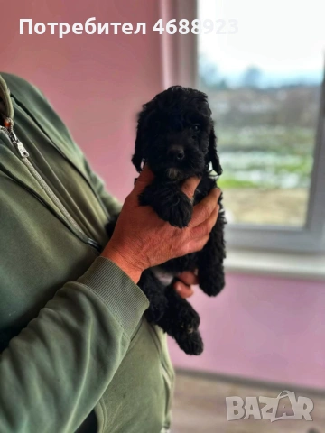 Продават се чистокръвни кокер шпаньоли, снимка 9 - Кокер шпаньол - 53063124