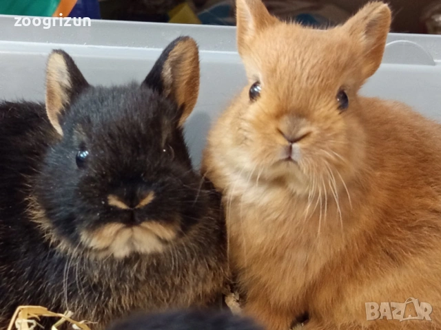 Мини зайчета различни породи  - мини рекс клепоухи и лъвска грива.