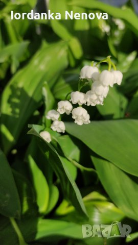 Момина сълза