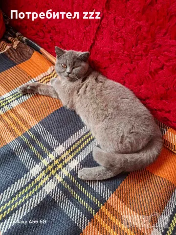 котка женска котка , снимка 4 - Британска късокосместа - 56413995