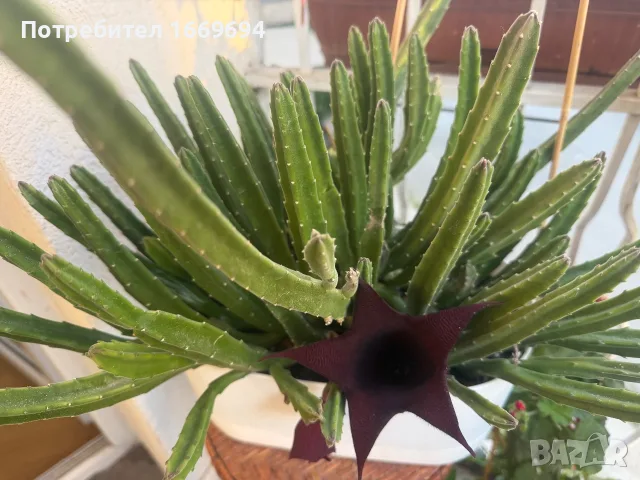 Продавам Stapelia