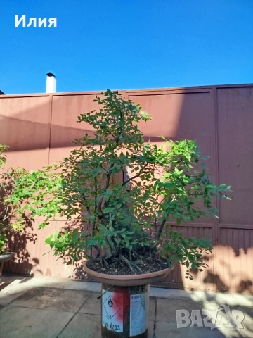 Бонсай заготовка тип гора от Бряст , снимка 10 - Градински цветя и растения - 51471172