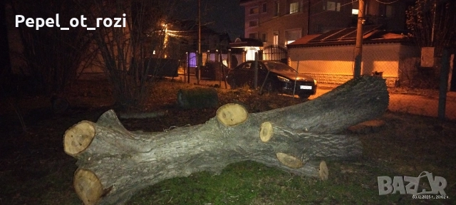 Орех - продажба, снимка 5 - Други - 52714010