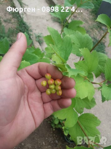 калина - червена  и жълта (viburnum opulus)  , снимка 2 - Разсади - 38210188