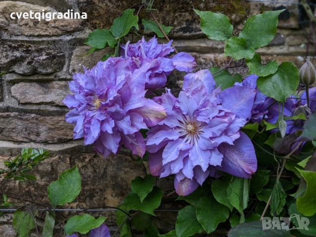 Клематис Clematis ‘Vivian Penel, снимка 2 - Градински цветя и растения - 50712930