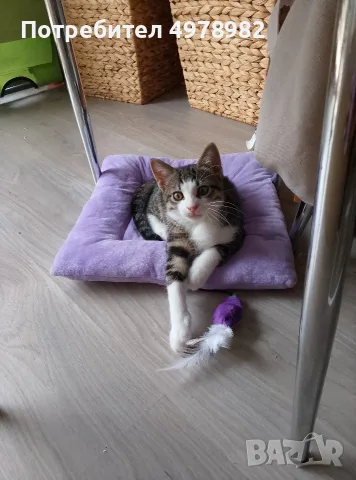 Подарявам малки котенца, снимка 8 - Други - 56507980
