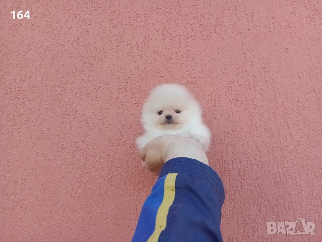 Миниатюрни мини миньони! Померани. Реални снимки! , снимка 2 - Померан - 52716338