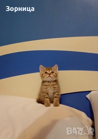 Британско коте , снимка 16 - Британска късокосместа - 54330980