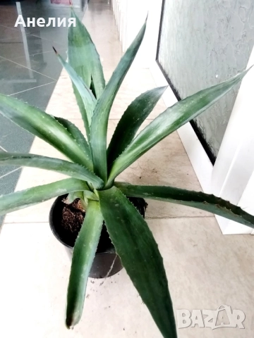 Агаве 2 вида, снимка 3 - Стайни растения - 51825554