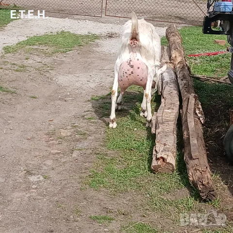 Санска козичка наи милата.