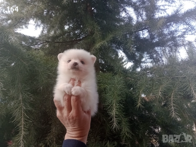 Бели мъжки и женски Померани. Реални снимки от 02.01.26 г., снимка 2 - Померан - 52908522