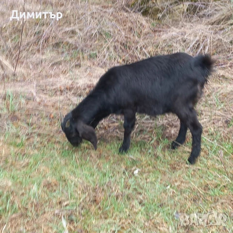 продавам заплодена коза и яре, снимка 8 - Кози - 53946358