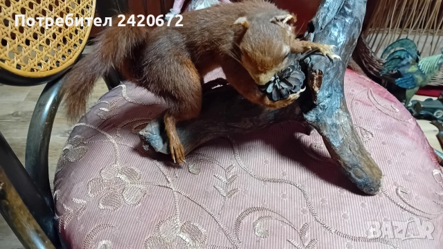 препарирана катерица, снимка 2 - Други ценни предмети - 52966252