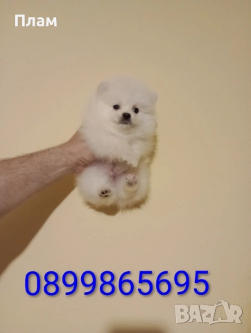 Померани. Мъжки и женски.