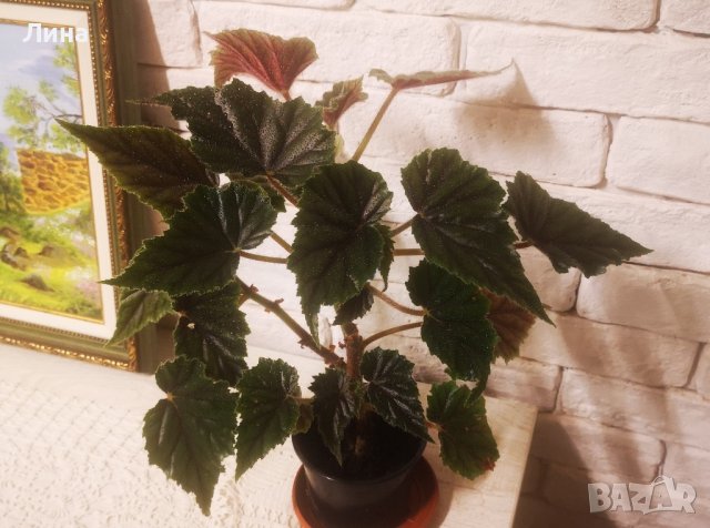 Бегония инкарната(Begonia lncarnata) , снимка 4 - Стайни растения - 42854631