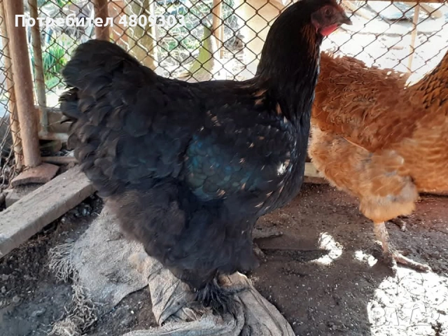 Селски кокошки, снимка 2 - Кокошки и пуйки - 54326302