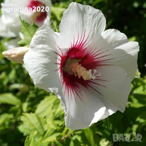 Хибискус -Градински Студоустойчив, снимка 2 - Градински цветя и растения - 27343265