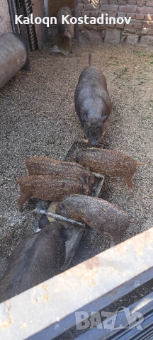 Продавам виетнамски прасета , снимка 4 - Прасета - 51882927