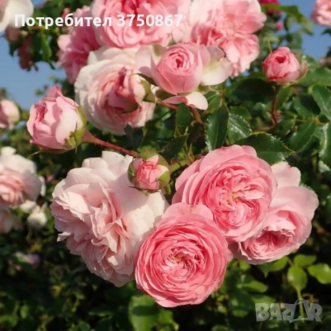 🌹 РОЗА 🌹 Larissa® rose 🌹, снимка 2 - Градински цветя и растения - 51138616