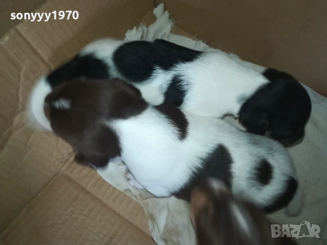 ПРОДАВАМЕ КУТРЕТА-ДЖАК РЪСЕЛ 250ЛВ ЗА 1БР 0309250738, снимка 2 - Джак ръсел териер - 51587007