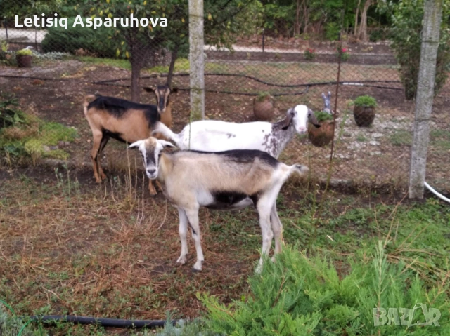 Продавам 3 млади кози, снимка 1
