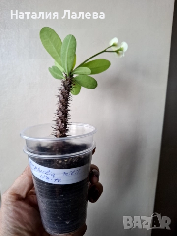 Еуфорбия, Euphotbia milli, снимка 3 - Стайни растения - 52971735