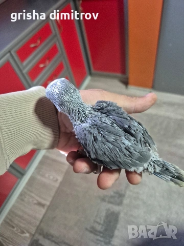 Малък Александър