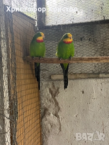 Папагал Барабанд, снимка 1