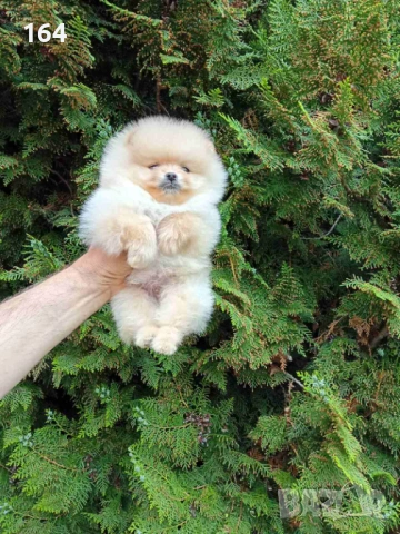 Мъжки Померан. Реални снимки от 24.04.26 г. 