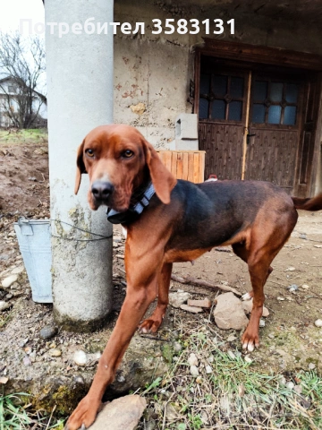         Български гончета.        Кученцата са родени на 6ти Март , снимка 11 - Гонче - 54081911