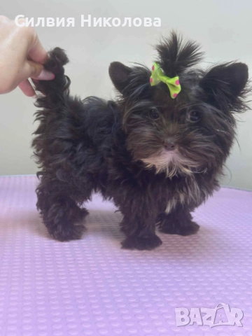 Шоколадово йорки, снимка 1