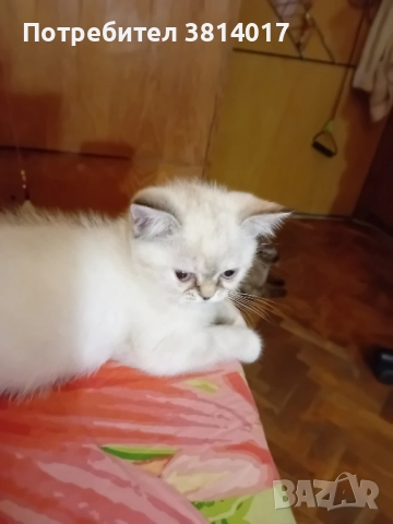 порода коте абесин на три месеца , снимка 10 - Персийска - 51734746