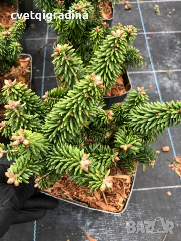 Abies koreana ‘Briljant’ (Корейска ела Брилянт)