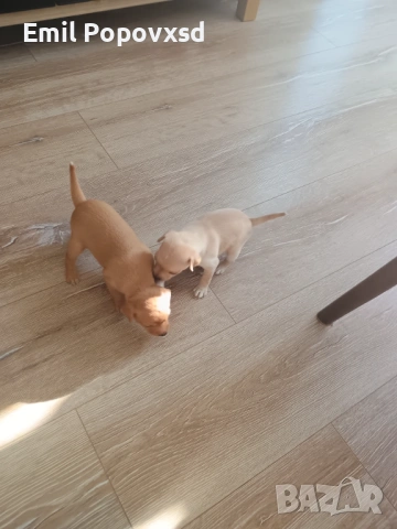Сърнист Пинчер, снимка 7 - Пинчер - 54335405
