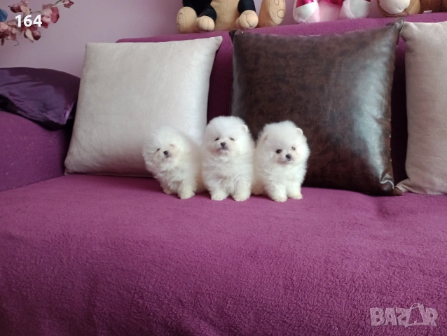 Померани. Мъжки и женски. , снимка 5 - Померан - 53944276