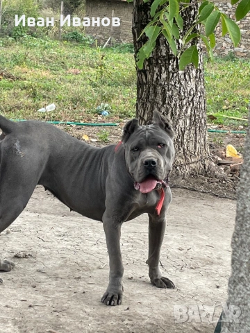 Кане Корсо Сиви, снимка 5 - Кане корсо - 53123551