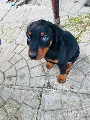 Продавам доберманчета, снимка 6 - Доберман - 53174902