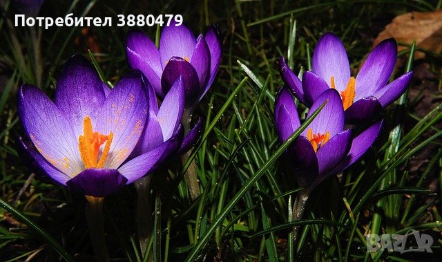 луковици на тъмно лилав  минзухар (пролетен и есен), снимка 1 - Сортови семена и луковици - 42846300