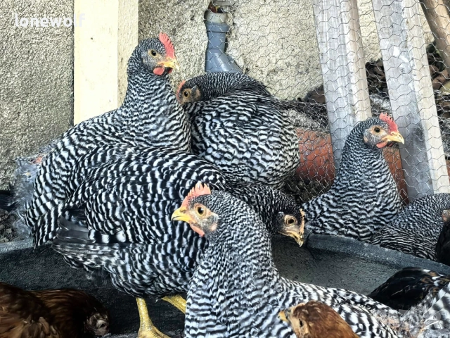 Млади петлета от породата Амрок, снимка 3 - Кокошки и пуйки - 51512690