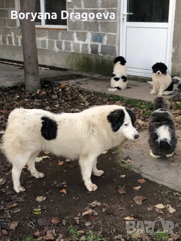 Каракачанка, снимка 5 - Каракачанска овчарка - 48970876