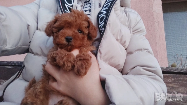 Пудел той , снимка 4 - Пудели - 54303992