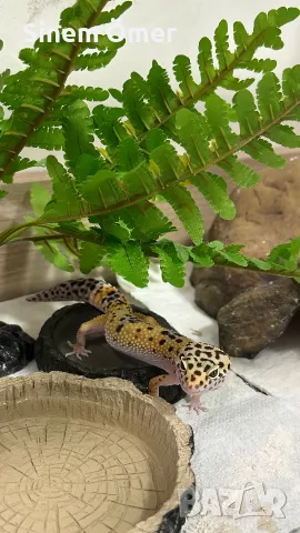 🦎 Леопардов гекон 