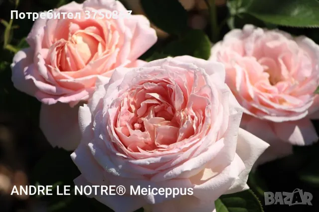 🌹 РОЗА 🌹 ANDRE LE NOTRE® Meiceppus 🌹, снимка 3 - Градински цветя и растения - 49345502