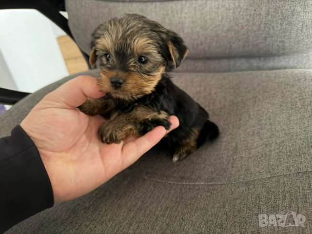 Йоркширски териер Актуално от 30.04.2026, снимка 3 - Йоркширски териер - 54353101